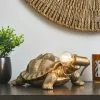Dunelm Tafari Tortoise Table Lamp -all lighting Sales Store 30770180